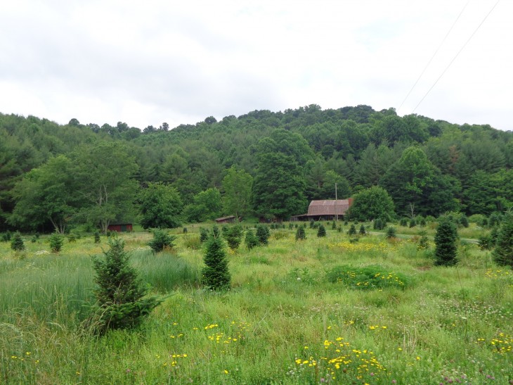 Buying Mountain Land